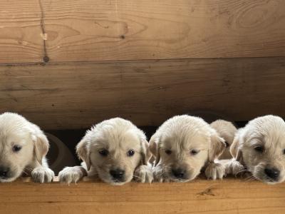 Purebred Golden Retriever puppies in Cork