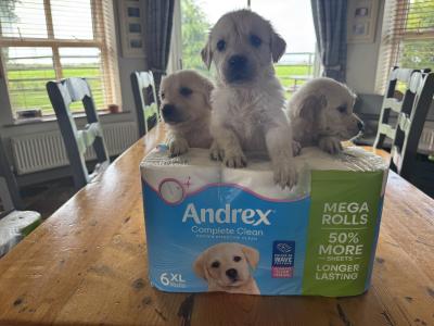 Purebred Golden Retriever puppies in Cork