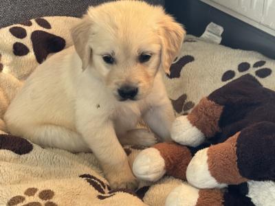 Purebred Golden Retriever puppies in Cork