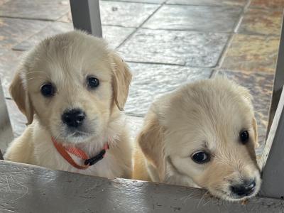 Purebred Golden Retriever puppies in Cork