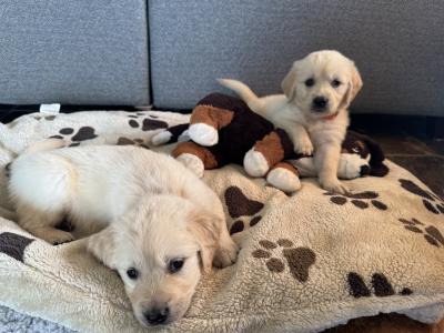 Purebred Golden Retriever puppies in Cork
