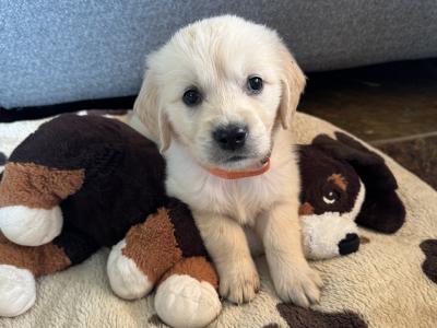 Purebred Golden Retriever puppies in Cork
