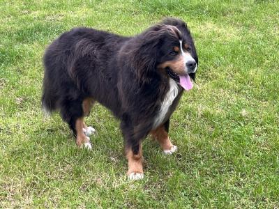 Beautiful Bernese Mountain Dog for stud in Cork