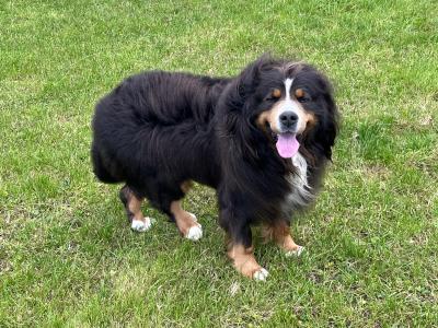 Beautiful Bernese Mountain Dog for stud in Cork
