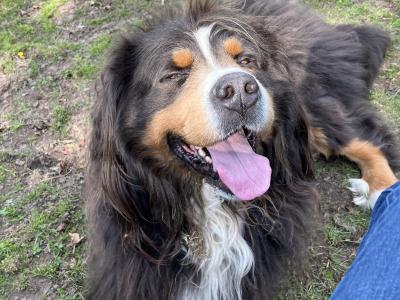 Beautiful Bernese Mountain Dog for stud in Cork
