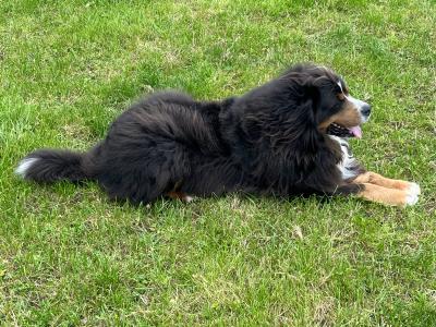 Beautiful Bernese Mountain Dog for stud in Cork