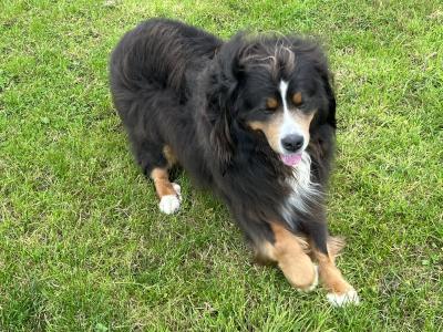 Beautiful Bernese Mountain Dog for stud in Cork