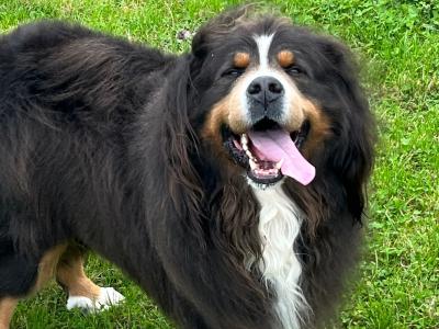 Beautiful Bernese Mountain Dog for stud in Cork