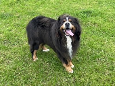 Beautiful Bernese Mountain Dog for stud in Cork