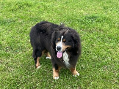 Beautiful Bernese Mountain Dog for stud in Cork