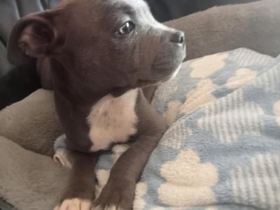 Blue 🔵 Staffy 🐾 puppies