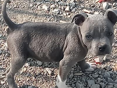 Blue 🔵 Staffy 🐾 puppies