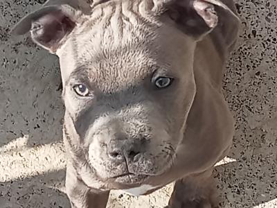Blue 🔵 Staffy 🐾 puppies