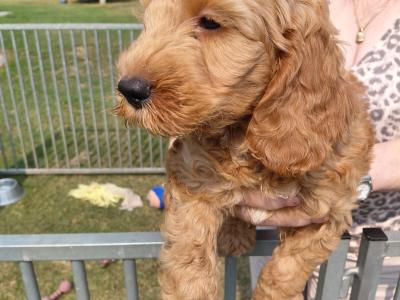 Cockapoo - adorable, playful cockapoo puppies