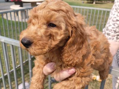 Cockapoo - adorable, playful cockapoo puppies