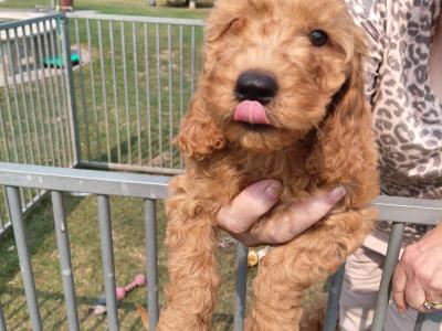 Cockapoo - adorable, playful cockapoo puppies