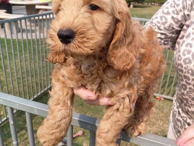 Cockapoo - adorable, playful cockapoo puppies