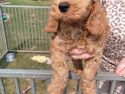 Cockapoo - adorable, playful cockapoo puppies