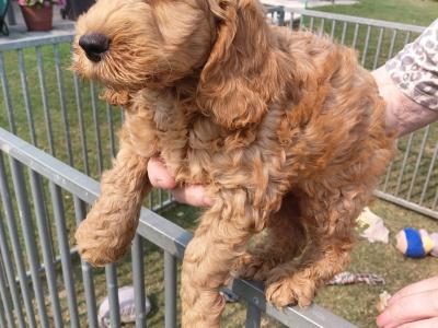 Cockapoo - adorable, playful cockapoo puppies