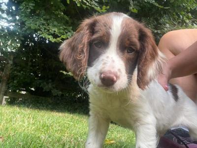 Springer Spaniel puppies. Mother lines are hollydrive Theo fathers  lines from rytex lines.