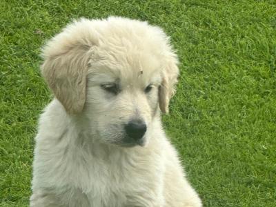 Beautiful Golden Retriever x Border Collie puppies in Cavan