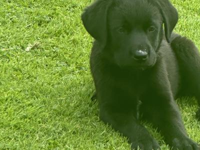 Beautiful Golden Retriever x Border Collie puppies in Cavan