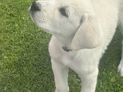 Beautiful Golden Retriever x Border Collie puppies in Cavan
