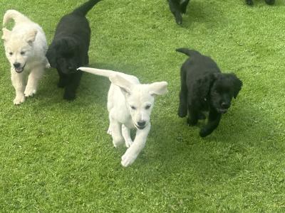 Beautiful Golden Retriever x Border Collie puppies in Cavan