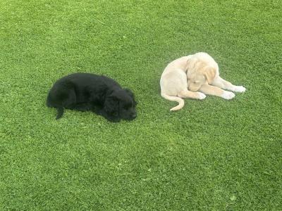 Beautiful Golden Retriever x Border Collie puppies in Cavan