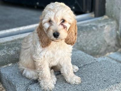 Adorable Cockapoo puppies in Monaghan