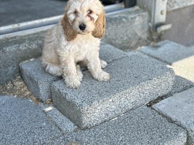 Adorable Cockapoo puppies in Monaghan