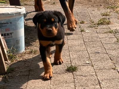 3 male Rottweiler puppies in Dublin