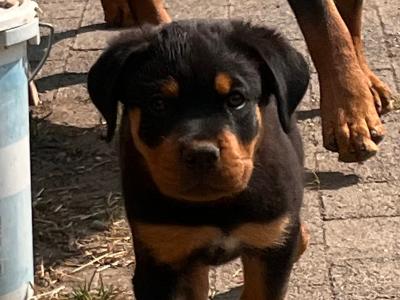 3 male Rottweiler puppies in Dublin