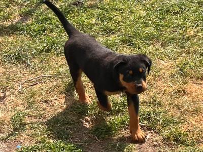 3 male Rottweiler puppies in Dublin