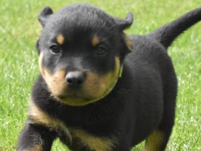 Rottweiler puppies in Meath – 6m 3f – 5★ homes Only