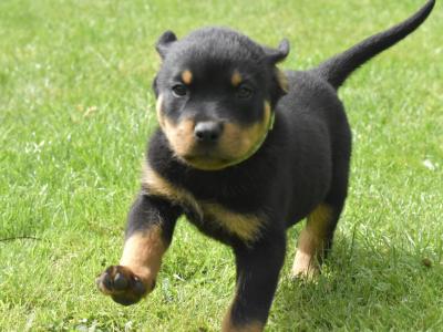 Rottweiler puppies in Meath – 6 male 3 female – 5★ homes Only