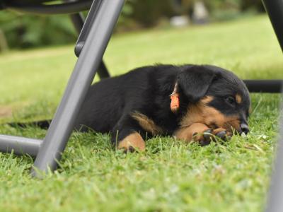 Rottweiler puppies in Meath – 6m 3f – 5★ homes Only