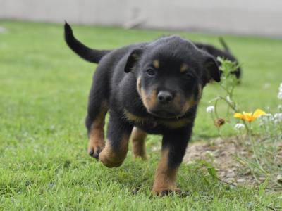 Rottweiler puppies in Meath – 6m 3f – 5★ homes Only