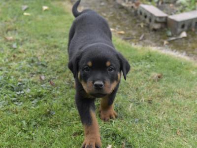 Rottweiler puppies in Meath – 6m 3f – 5★ homes Only