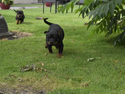 Rottweiler puppies in Meath – 6m 3f – 5★ homes Only