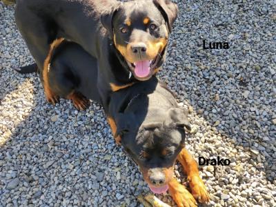 Rottweiler puppies in Meath – 6m 3f – 5★ homes Only