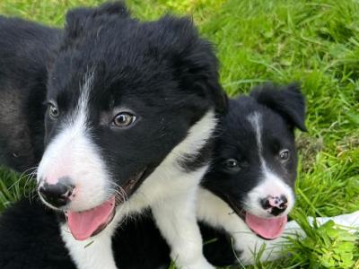Registered Pedigree Border Collie puppies for sale in Monaghan