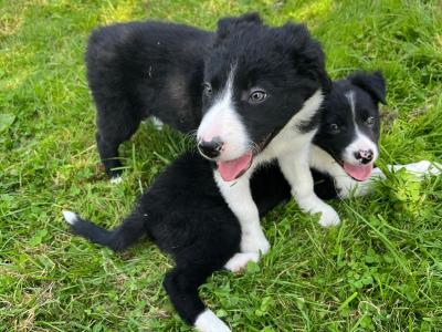 Registered Pedigree Border Collie puppies for sale in Monaghan