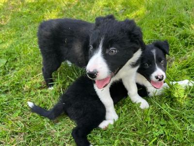 Pedigree Border Collie pups for sale in Monaghan