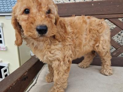 Cockapoo - adorable, playful cockapoo puppies
