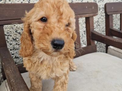 Cockapoo - adorable, playful cockapoo puppies