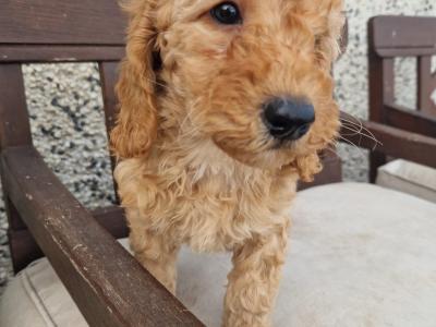 Cockapoo - adorable, playful cockapoo puppies