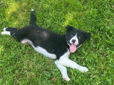 Registered Pedigree Border Collie puppies for sale in Monaghan
