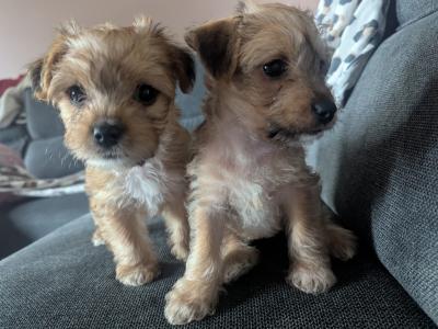 Yorkshire Terrier x Jack Russell puppies for sale in Leitrim