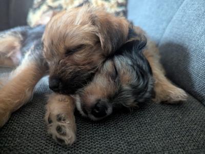 Yorkshire Terrier x Jack Russell puppies for sale in Leitrim